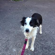 Border collie Lilly