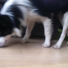 Border collie Lilly