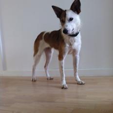 Blanding af racer Spot