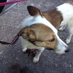 Blanding af racer Spot