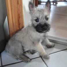 Cairn terrier Bella