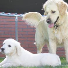 Golden retriever Simba