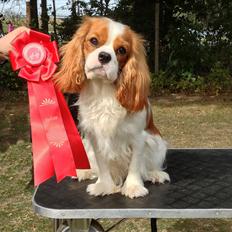 Cavalier king charles spaniel Comet