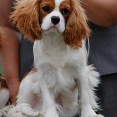 Cavalier king charles spaniel Comet