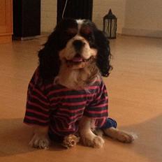 Cavalier king charles spaniel Snoopy