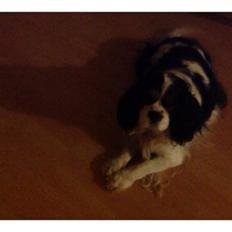 Cavalier king charles spaniel Snoopy