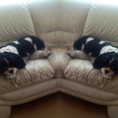 Cavalier king charles spaniel Snoopy