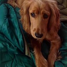 Cocker spaniel Jessica