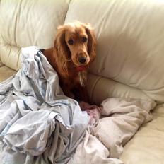 Cocker spaniel Jessica