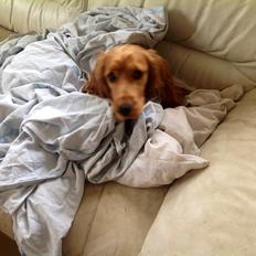 Cocker spaniel Jessica