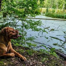 Dogue de bordeaux Emma (Tinke Grandis)