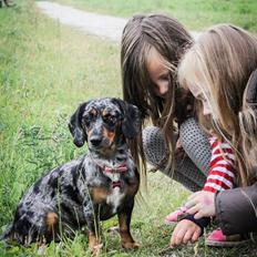 Blanding af racer 'Begga' Gravhund/DSG "Blue merle"