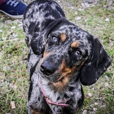 Blanding af racer 'Begga' Gravhund/DSG "Blue merle"