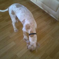 Engelsk springer spaniel Sofus