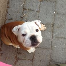 Engelsk bulldog Tiana