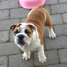 Engelsk bulldog Elmas