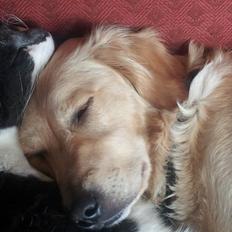 Golden retriever Wiki