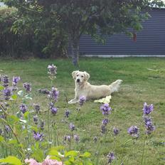 Golden retriever Wiki