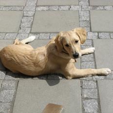 Golden retriever Wiki