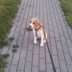 Beagle Luega
