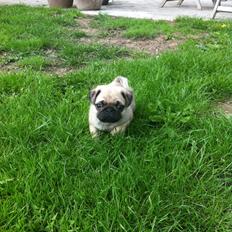 Mops Seloy Solist - Alfred    (Deler ham)