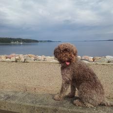Lagotto romagnolo Chilli, Angeli mia