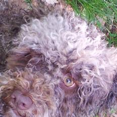 Lagotto romagnolo Chilli, Angeli mia