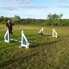 Lagotto romagnolo Chilli, Angeli mia