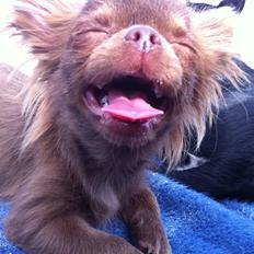 Chihuahua Nala