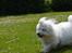 Coton de tulear Charlie - Charlie i fuld fart :D