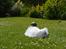 Coton de tulear Charlie - Vi tager lige en slapper :P