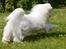 Coton de tulear Charlie - Farvel :)