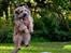 Blanding af racer Chewbacca (Chewie) - **NYT**Ninja hund jeg har mig.. 
