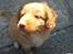 Nova scotia duck tolling retriever Shaggy Toller`s Foxy Ayla