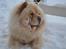 Chow chow Caecar