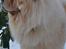 Chow chow Caecar