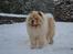Chow chow Caecar