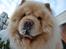 Chow chow Caecar