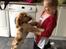 Cocker spaniel Karlo