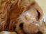 Cocker spaniel Karlo