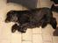 Cocker spaniel Rosa - Trætte Rosa
