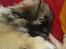Pekingeser Sigurd