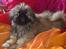 Pekingeser Sigurd