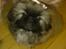 Pekingeser Sigurd
