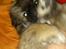 Pekingeser Sigurd