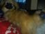 Pekingeser Sigurd