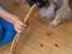 Pekingeser Sigurd