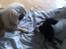 Pekingeser Sigurd