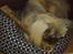 Pekingeser Sigurd
