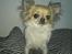 Chihuahua King